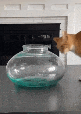 Cat Liquid GIF - Cat Liquid Jar GIFs