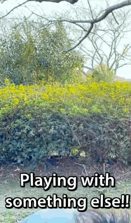 a person is playing with something else in a field