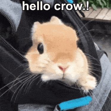 a small brown and white rabbit is sitting in a backpack with the words hello crow written above it .