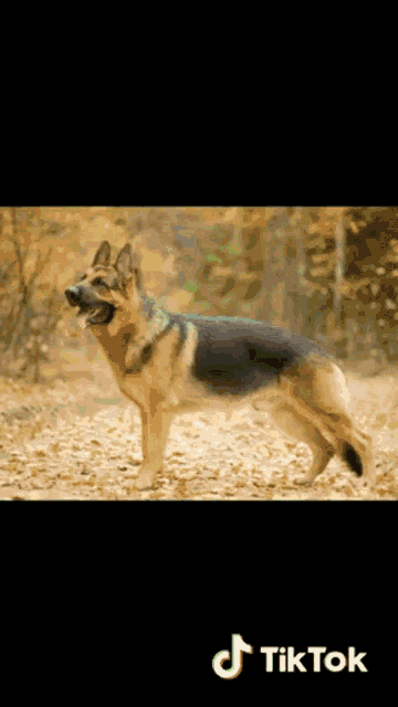 a german shepherd standing in a pile of leaves with a tiktok logo on the bottom right