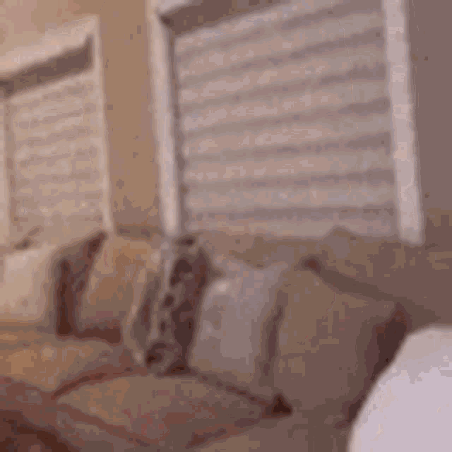 Lmaooooooo GIF