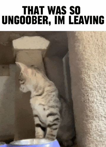 a cat is standing next to a bowl of food with the caption that was so ungoober im leaving .