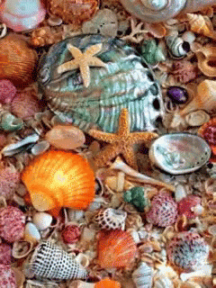 Beach Ocean GIF - Beach Ocean Shell GIFs