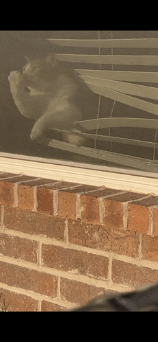 a cat is looking out of a window with blinds on it