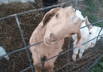Im Outta Here Goats GIF - Im Outta Here Goats Funny Animals GIFs