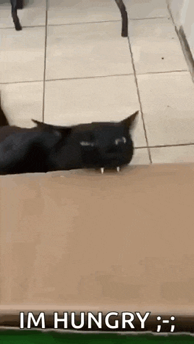 a black cat with spikes on its feet is laying on the floor .