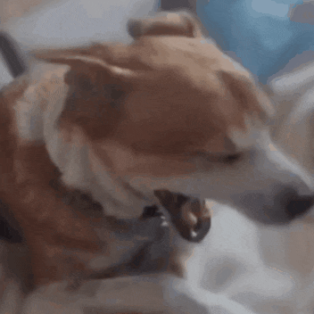 a close up of a dog with its mouth open and a collar on .