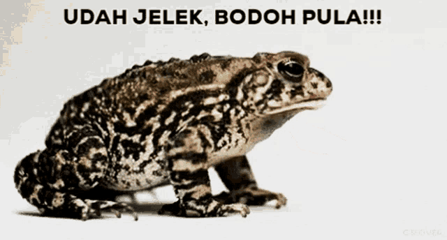 a frog with the words udah jelek bodoh pula written on the bottom