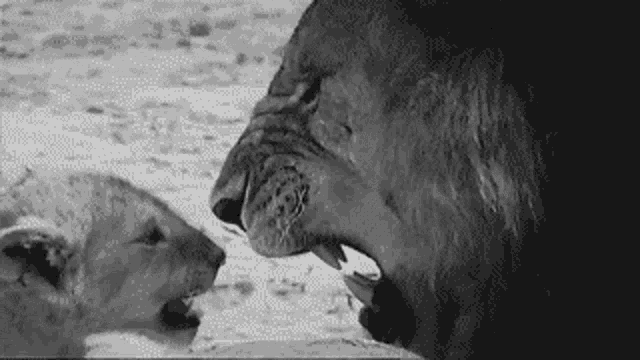 a black and white photo of a lion and a lion cub .