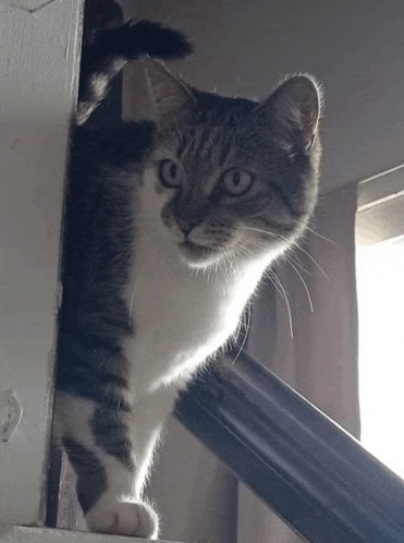 a gray and white cat standing on a staircase looking out a window
