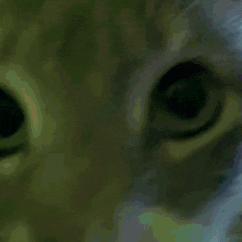 a close up of a cat 's ear with a green background