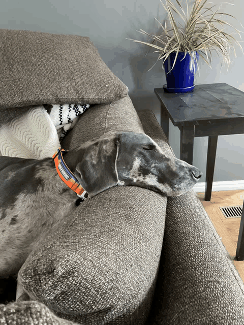 a dog laying on a couch with a collar that says ' agility ' on it