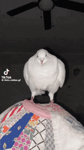 Bird Birb GIF - Bird Birb Meme GIFs