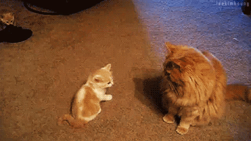 Flirting Cats GIF - Flirting Cats Cute GIFs