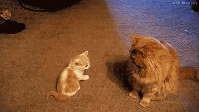 a cat and a kitten are playing on a carpet with a watermark that says leekimhyung on the bottom