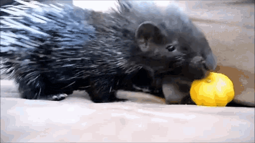 a porcupine eating a yellow ball on a couch