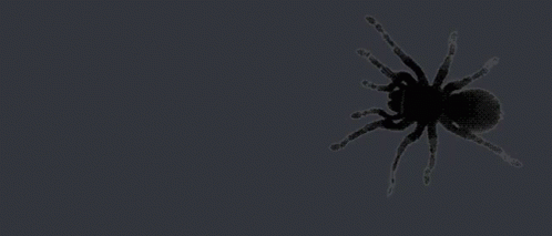 Spider Spidey GIF - Spider Spidey Creepy GIFs