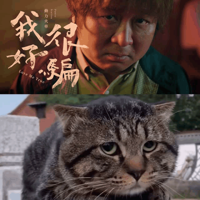 a picture of a cat next to a picture of a man that says love me true