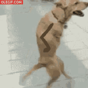 a dog is standing on its hind legs holding a dumbbell in its mouth