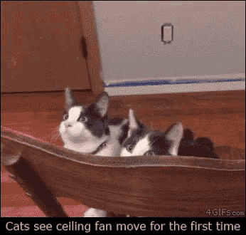 Cat Cute Gif Ceiling Fan