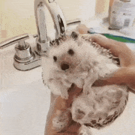 a person is holding a hedgehog in their hands while washing it in a sink .