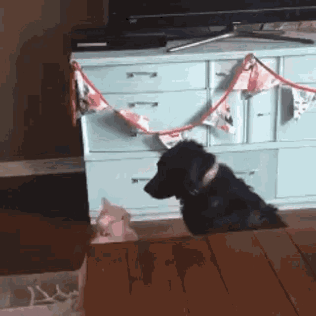 a dog and a cat are sitting on a table in front of a blue dresser