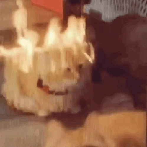 cat-on-fire-sitting.gif