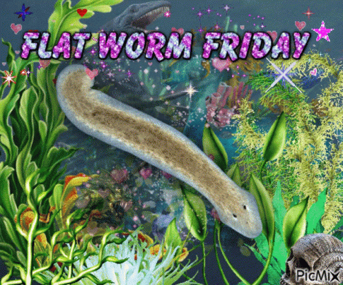 Flatworm Flatworms GIF - Flatworm Flatworms Picmix GIFs