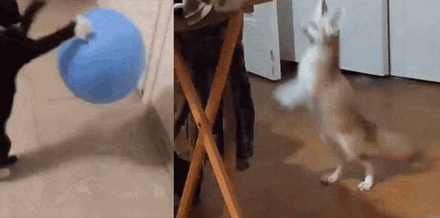 a cat playing with a blue ball and a dog playing with a white ball