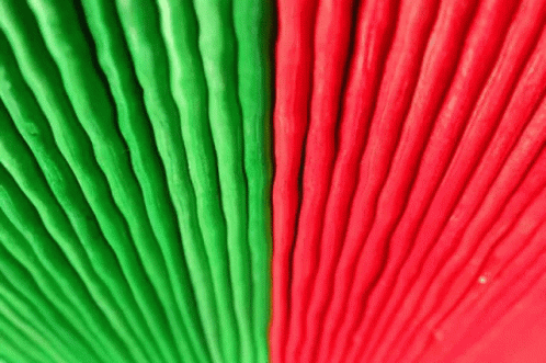 Bangladesh GIF - Bangladesh GIFs