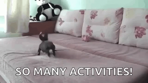 Funny Animals Puppy GIF - Funny Animals Puppy Dogs GIFs