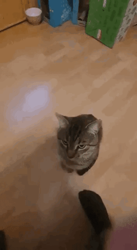 Cat Cat Forehead GIF - Cat Cat Forehead Cat Head GIFs