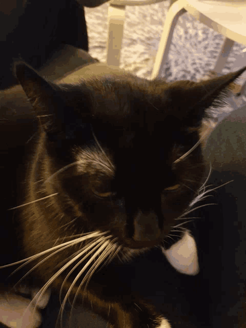 a close up of a black cat with a white nose