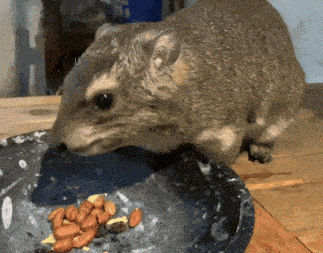 a squirrel is eating peanuts from a bowl