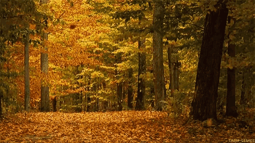 Autumn Falls GIF - Autumn Falls Calm GIFs