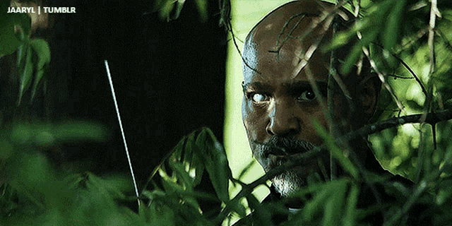 a bald man with a beard is peeking out from behind a tree branch with a tumblr logo above him