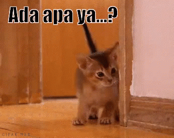 Intip Dulu GIF - Kitten Cat Hide And Seek GIFs