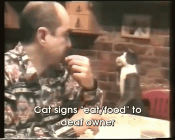 Kitty "Taps" Deaf Owner And Signs "Eat/Food" For Noms GIF - Cats Signing Asl GIFs