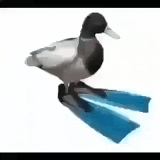 a black and white duck with blue flippers on its legs .