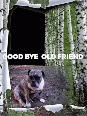 Good Bye Sympathy GIF - Good Bye Sympathy Cute Animals GIFs