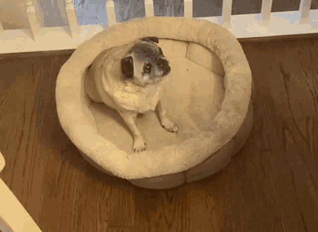 Woody Old GIF - Woody Old Old Dog GIFs