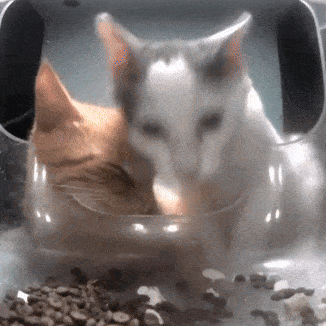two cats are eating from a clear bowl