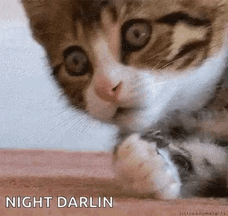 a close up of a cat 's face with the words night darlin below it
