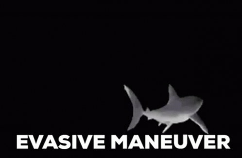 Sharg Shark GIF - Sharg Shark Evasive GIFs