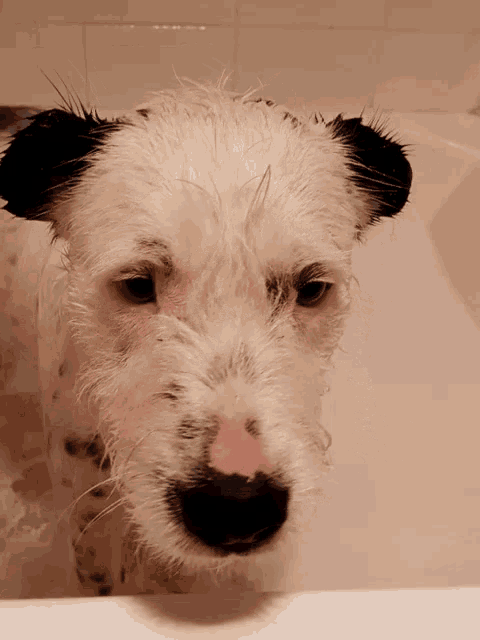 a white dog with black ears is taking a bath in a bathtub