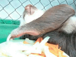 Hungry Lazy GIF - Hungry Lazy Eating GIFs