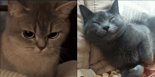 a cat with its eyes closed and another cat with its eyes closed
