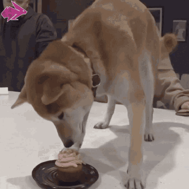 Shiba Eating Cupcake GIF - Shiba Eating Cupcake GIFs