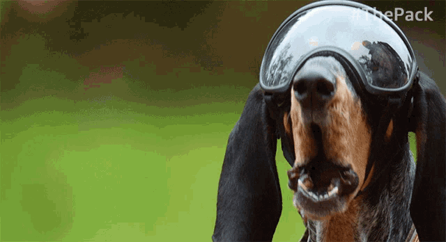 a close up of a dog wearing goggles with #thepack written in the corner