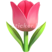 Tulips Flowers GIF - Tulips Flowers GIFs